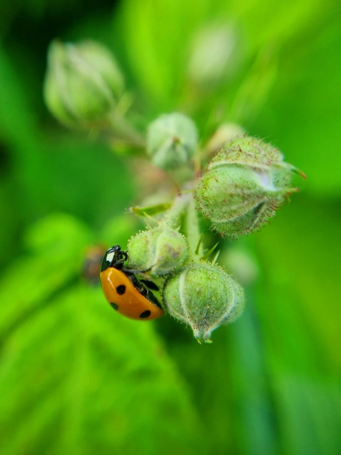a lady bug sitting on top of a green leaf
