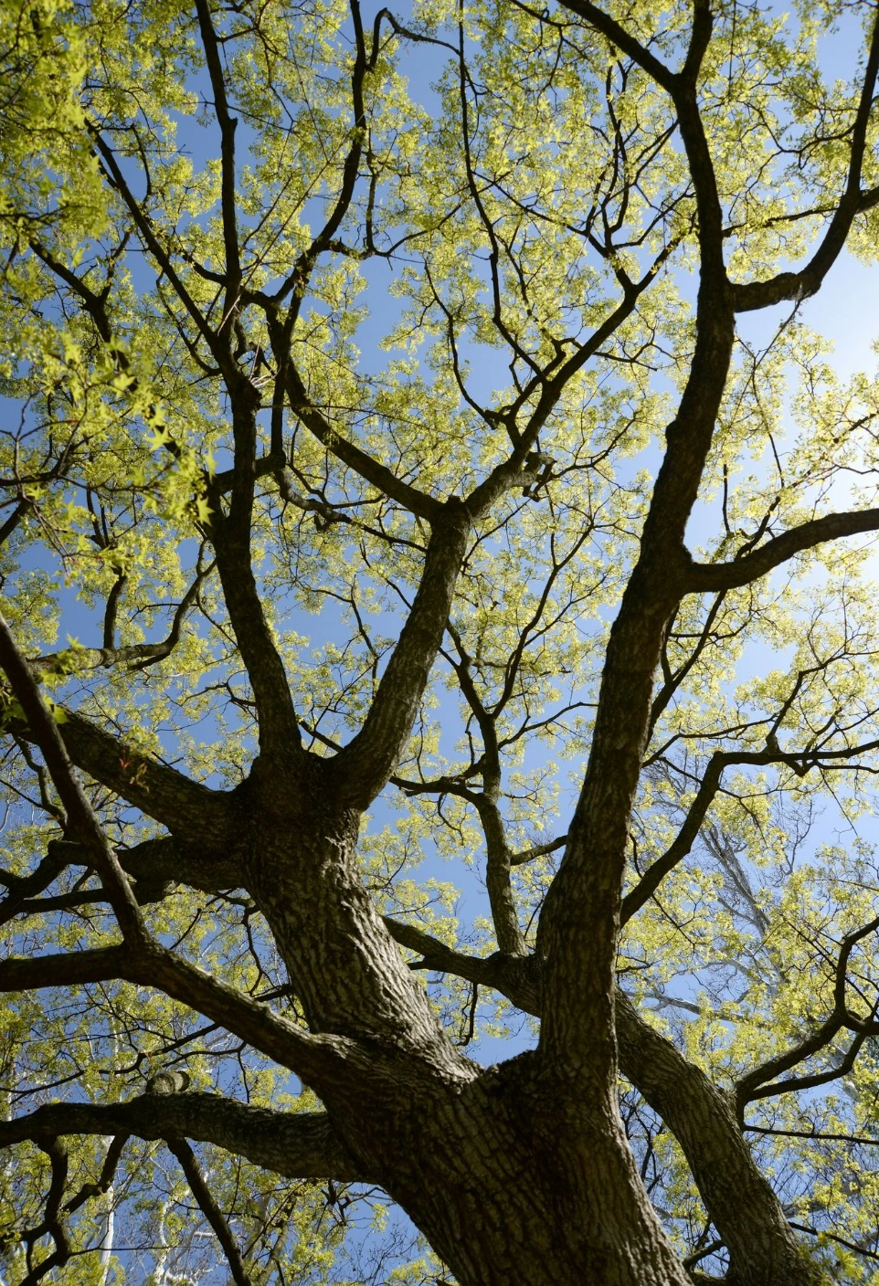 low angle photography of tree during daytime